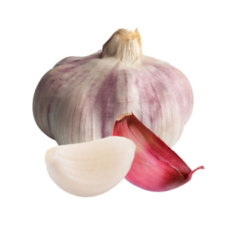 Violetter Elefanten-Knoblauch auf weißem Hintergrund – große Knoblauchknolle mit violetter Schale