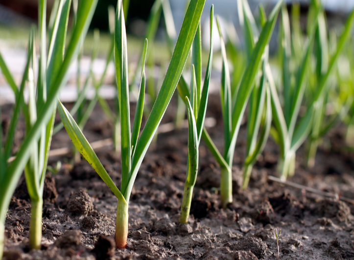Pflanzknoblauch im eigenen Garten anbauen