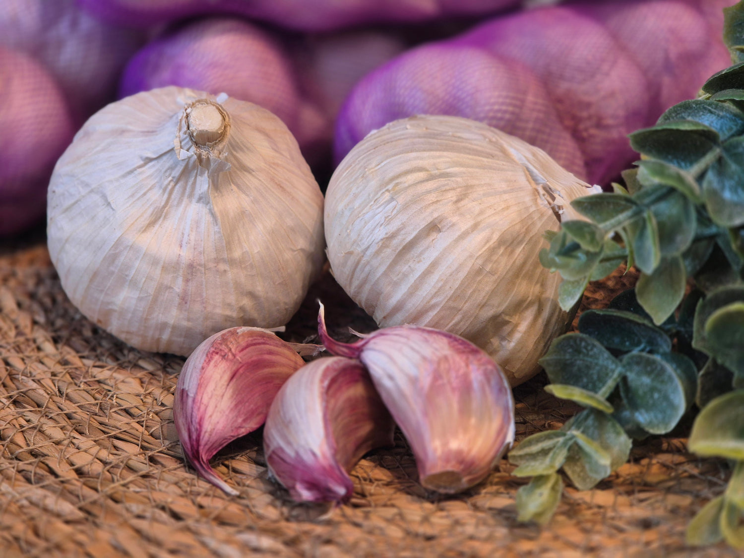 Violetten Pflanzknoblauch im eigenen Garten anbauen