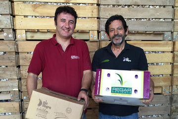 Luis und Jesus sind unsere Hersteller von schwarzem Knoblauch