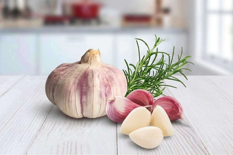Violetter Knoblauch ist ajo morado aus Spanien