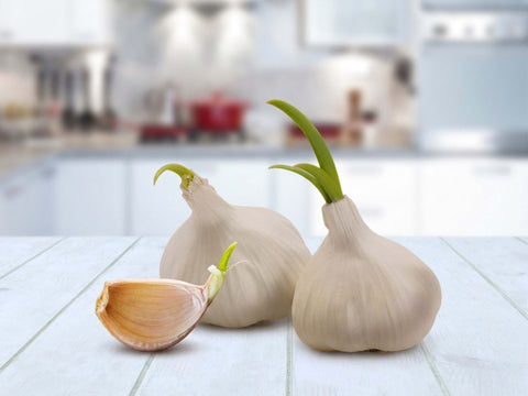 Knoblauch mit grünem Keim noch essbar?