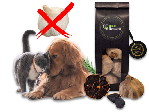 Haustiere: Knoblauch ist giftig für Hunde und Katzen