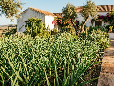 Pflanzknoblauch richtig setzen, pflegen und ernten – dein kompletter Guide