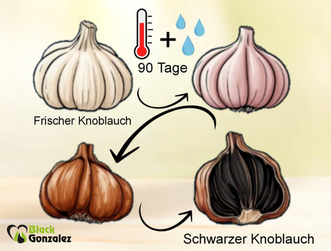 Herstellung von schwarzem Knoblauch
