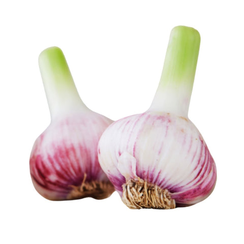 Violetten Pflanzknoblauch im eigenen Garten anpflanzen