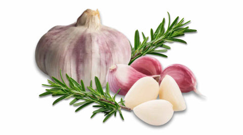 Ajo morado aus Spanien