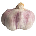 Violetter Elefanten-Knoblauch auf weißem Hintergrund – große Knoblauchknolle mit violetter Schale