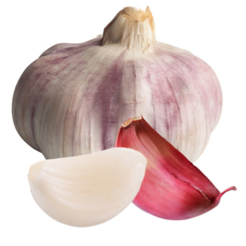 Violetter Elefanten-Knoblauch auf weißem Hintergrund – große Knoblauchknolle mit violetter Schale