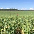 Landschaft und Anbauflächen in Las Pedroneras, bekannt für hochwertigen schwarzen Knoblauch 