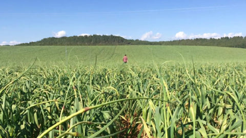 Landschaft und Anbauflächen in Las Pedroneras, bekannt für hochwertigen schwarzen Knoblauch 