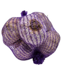 Pflanzknoblauch aus Spanien, Sorte Ajo Morado