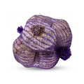 Pflanzknoblauch aus Spanien, Sorte Ajo Morado