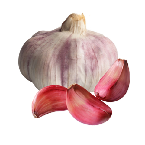 Zwei Knollen violetter Pflanzknoblauch auf weißem Hintergrund – Saatknoblauch für den Gartenanbau