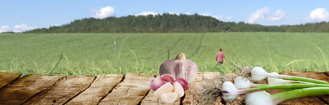 Violetter Premium Knoblauch von Black Gonzalez