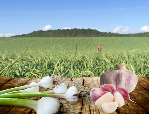 Violetter Premium Knoblauch aus Spanien