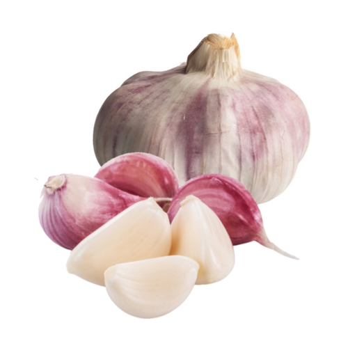 Violette Knoblauchknolle – ganze Knolle mit lila Schale auf weißem Hintergrund