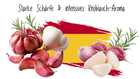 Violetter Knoblauch mit scharfem, intensivem Aroma – hochwertige Knolle für Feinschmecker