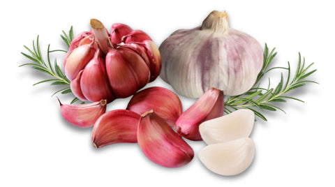 Violetter Knoblauch aus Las Pedroneras in Spanien