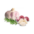 Violetter Pflanzknoblauch aus Spanien. Ajo Morado