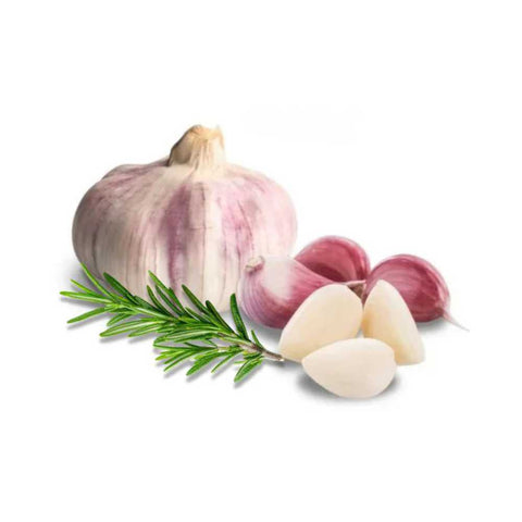 Violetter Pflanzknoblauch aus Spanien. Ajo Morado