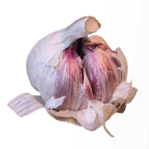 Violetter Elefanten-Knoblauch