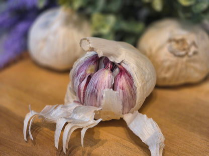 Knoblauch violett